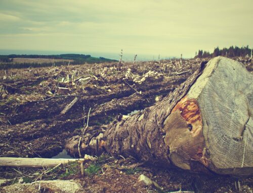 Update | The EU proposes a Regulation to curb deforestation: how would it impact companies?